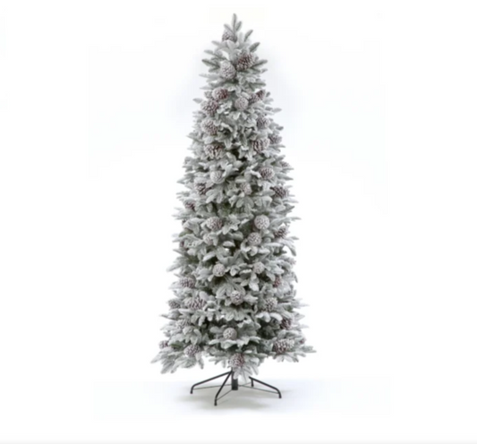 6FT / 180cm Himalayan Pine Tree with 57 Big Cones