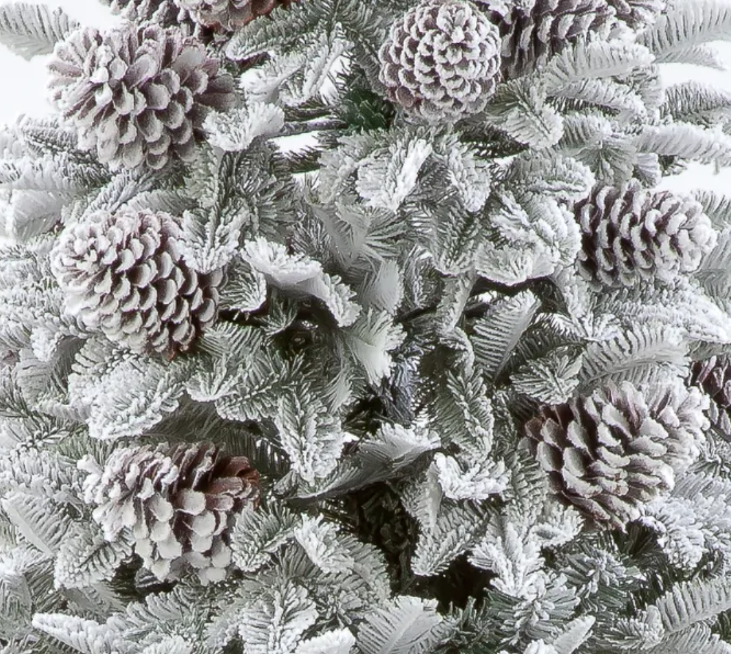 6FT / 180cm Himalayan Pine Tree with 57 Big Cones