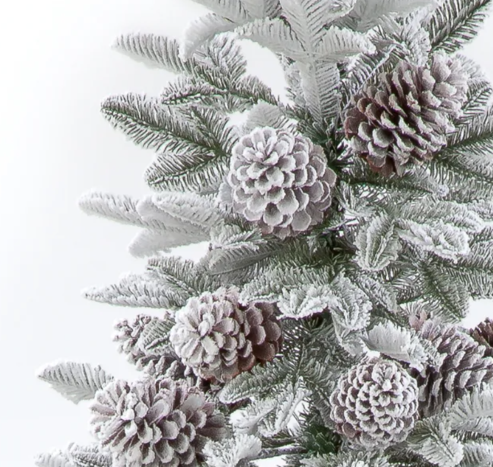 6FT / 180cm Himalayan Pine Tree with 57 Big Cones